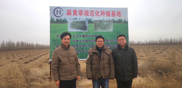 北京华邈集团以及中国中药材领导来我公司基地视察麻黄草采割情况！
